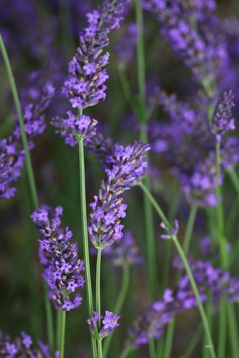 Lavander