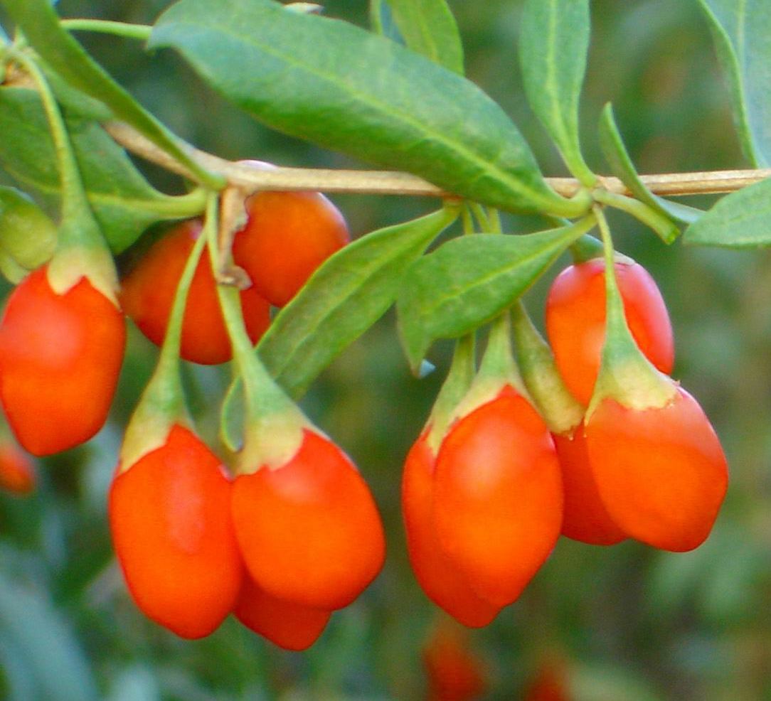 goji biologico