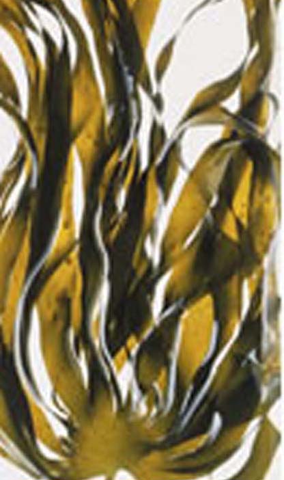 alga kelp